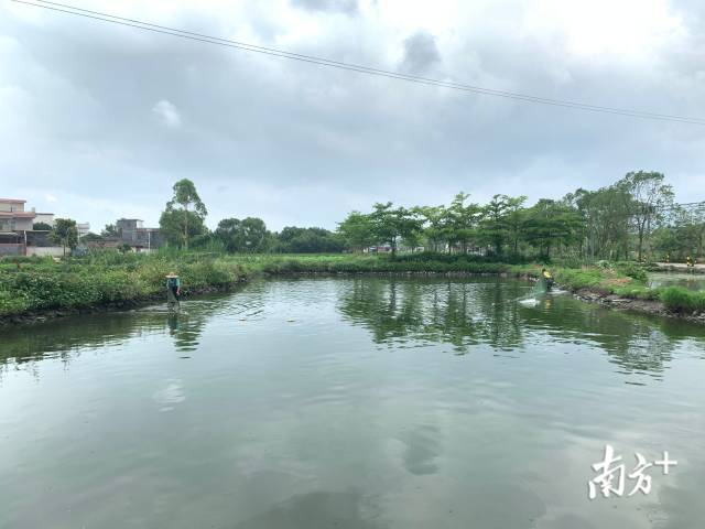 在扶贫工作队的帮扶下，赖前辉将鱼塘养殖规模扩到30亩。陈咏怀摄